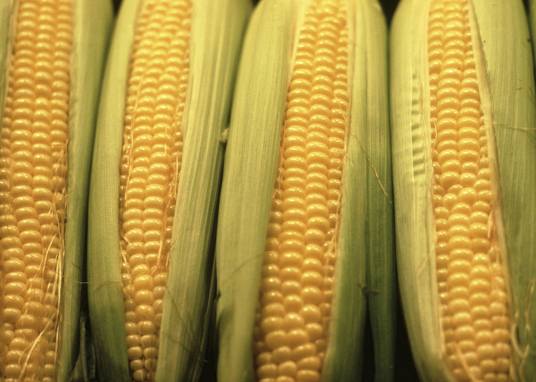 Corn